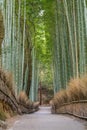 Early morning scene at Sagano Arashiyama Bamboo forest Ã¥ÂµÂÃ¥Â±Â±Ã§Â«Â¹Ã¦Å¾â. Royalty Free Stock Photo